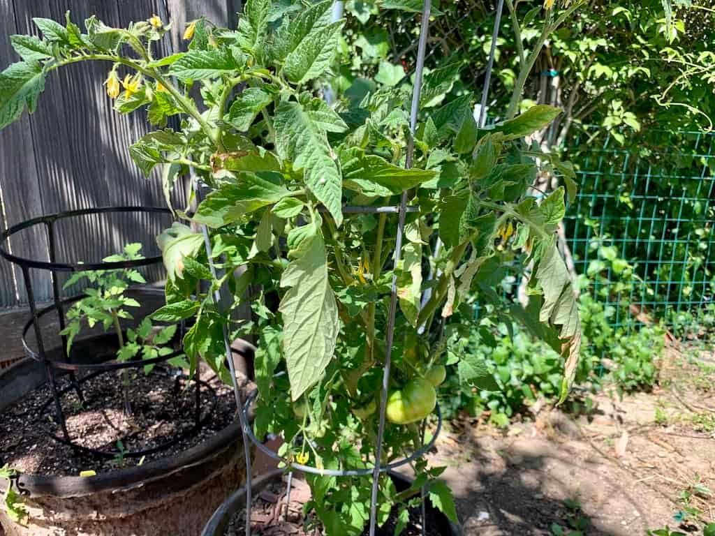 An Easy Guide To Pruning Early Girl Tomato Plants Couch To Homestead