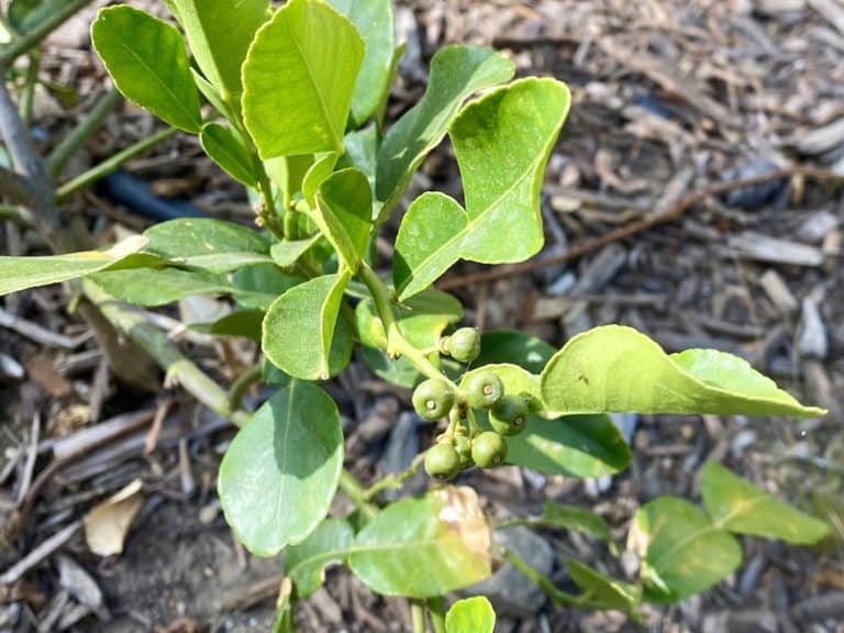 Kaffir Lime Tree Not Fruiting? Try These Tips Couch to Homestead