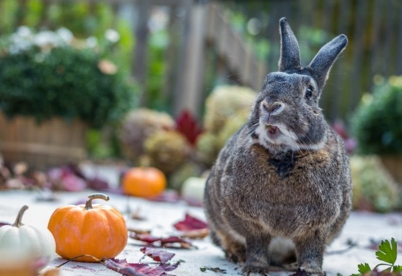 Will Rabbits Eat Your Pumpkin Plants? Couch to Homestead