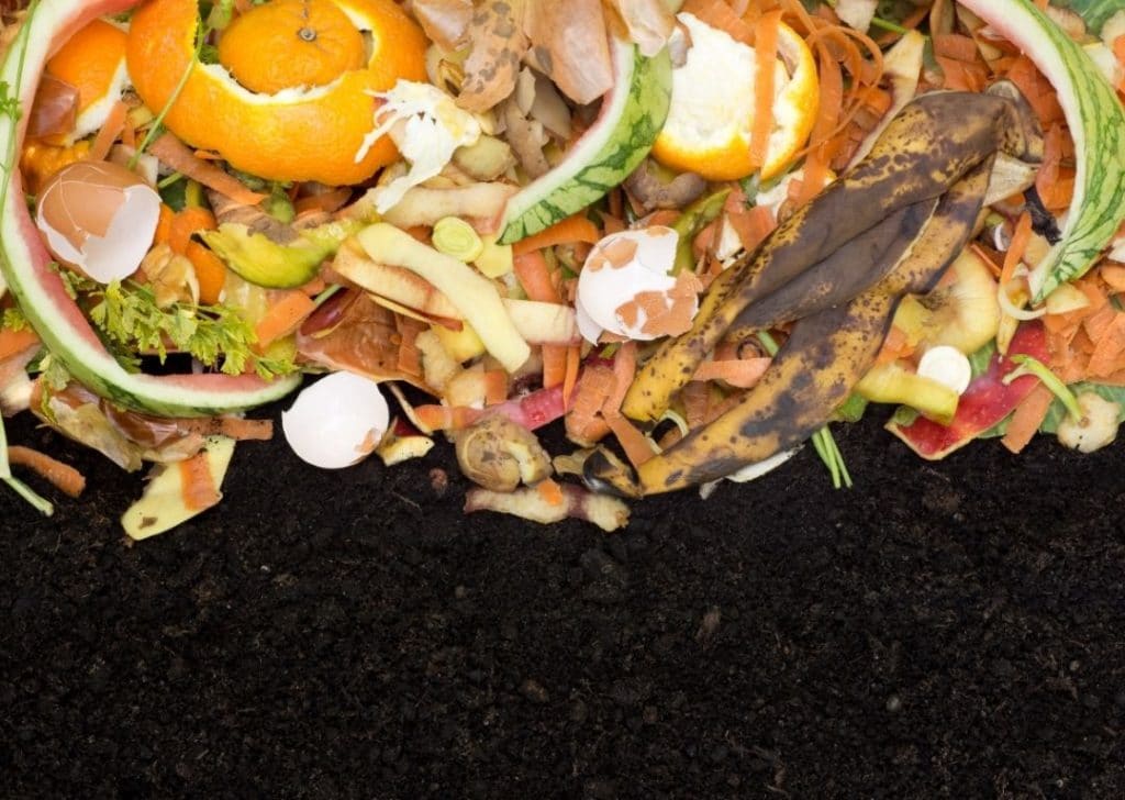 Craft the Perfect Homemade Fertilizer for Your Citrus Tree Couch to