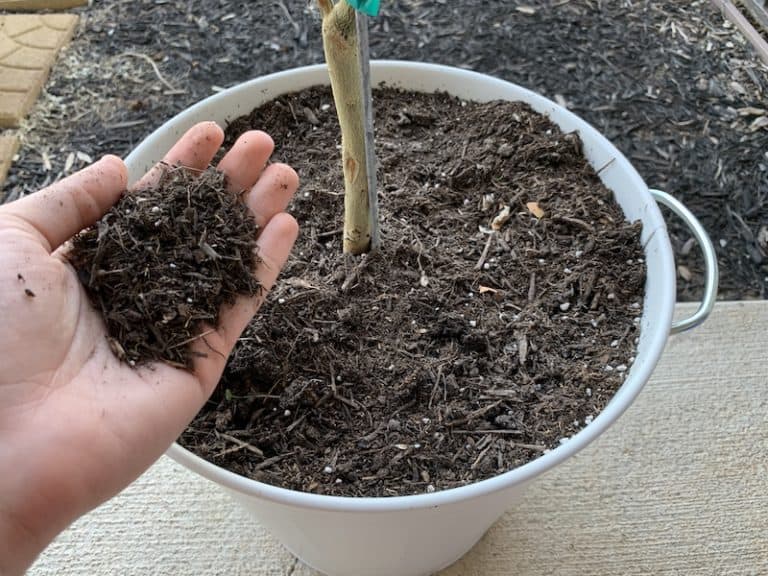 Create Amazing Homemade Potting Soil for Your Citrus Tree Couch to