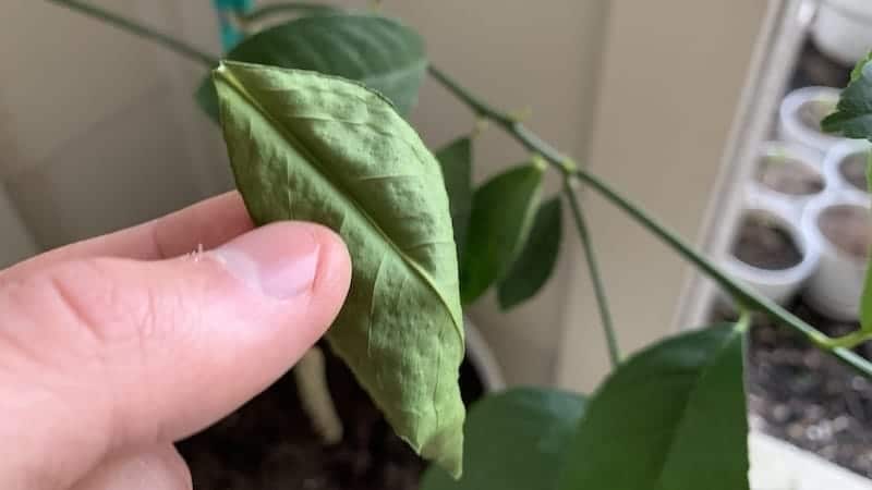 lime tree leaves curling and falling off