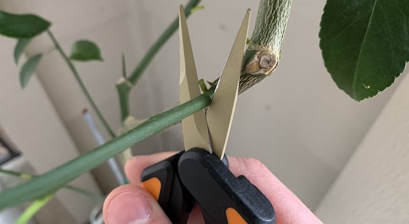 pruning my meyer lemon tree