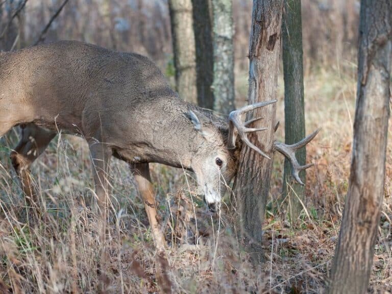 14 Ways to Keep Deer Away From Fruit Trees Couch to Homestead