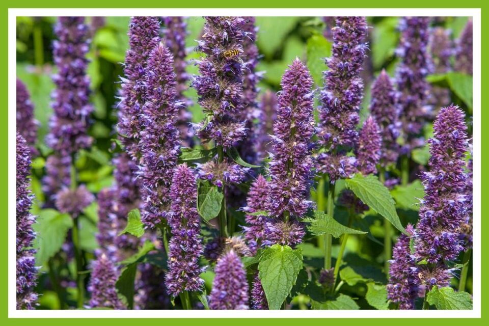 The 10 Best Companion Plants for Blackberries Couch to Homestead