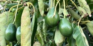 How Long Do Avocado Trees Take to Fruit? (Answered) β Couch to Homestead