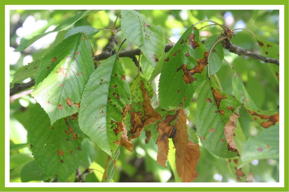 3 Quick Steps To Revive a Dying Cherry Tree Couch to Homestead