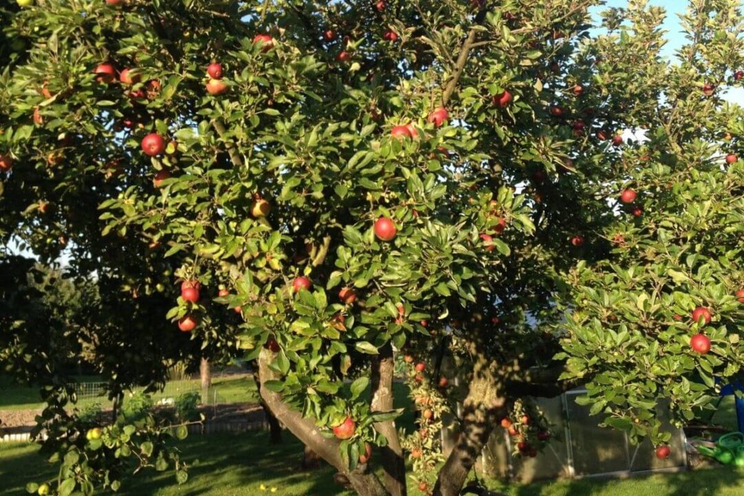 3 Quick Steps To Revive a Dying Apple Tree Couch to Homestead