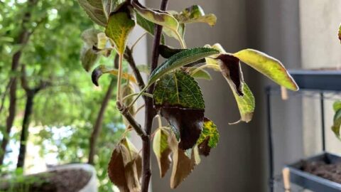 my fuji apple tree with yellow brown and dropping leaves