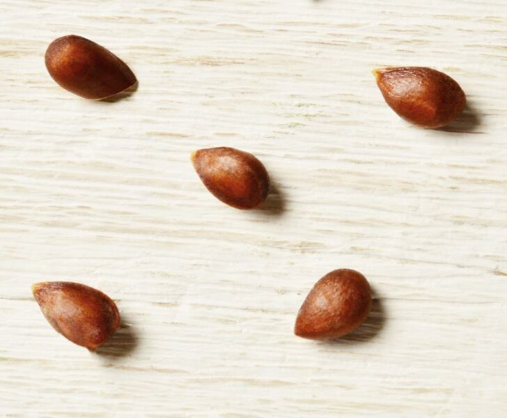 How Long Do Apple Trees Take To Grow (and Bear Fruit)? Couch to Homestead