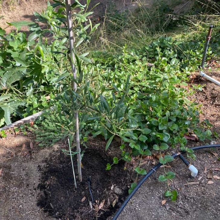 Olive Tree Not Growing New Leaves 4 Ways To Fix It Couch To Homestead olive-tree-not-growing-new-leaves-4-ways-to-fix-it-couch-to-homestead