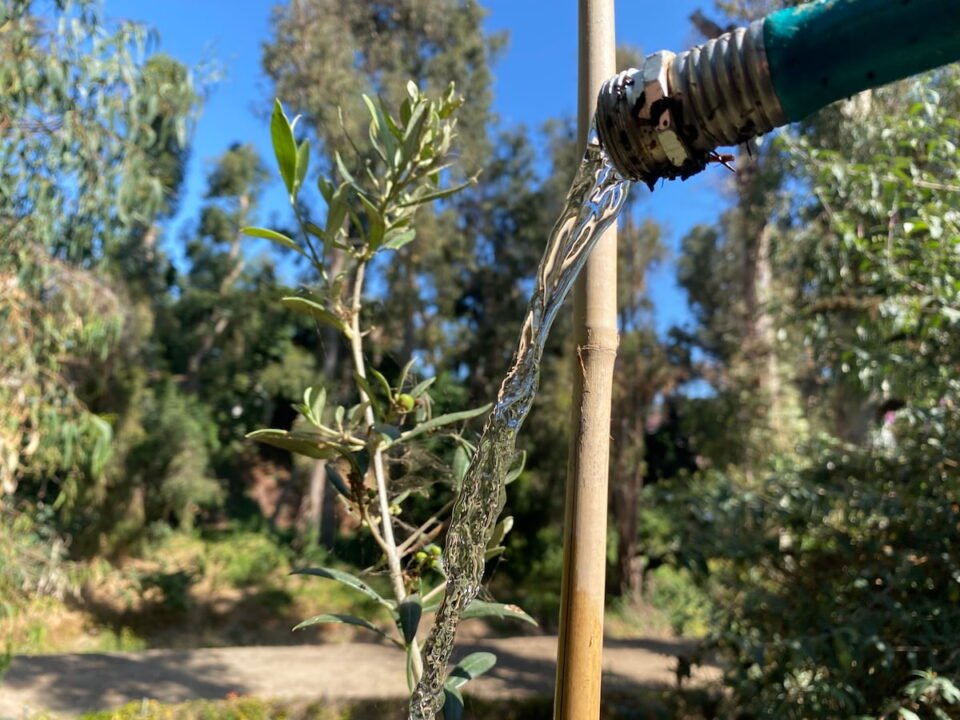 5 Reasons Why Olive Trees Drop Their Leaves (& Fixes) – Couch to Homestead