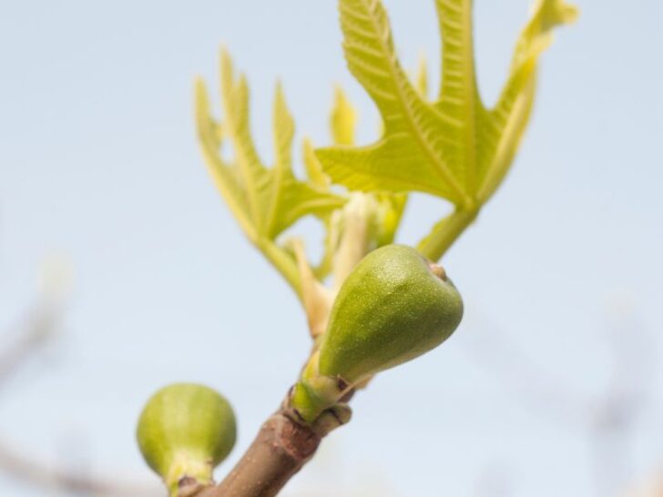5 Reasons Fig Trees Get Yellow Leaves (& How to Fix it) Couch to