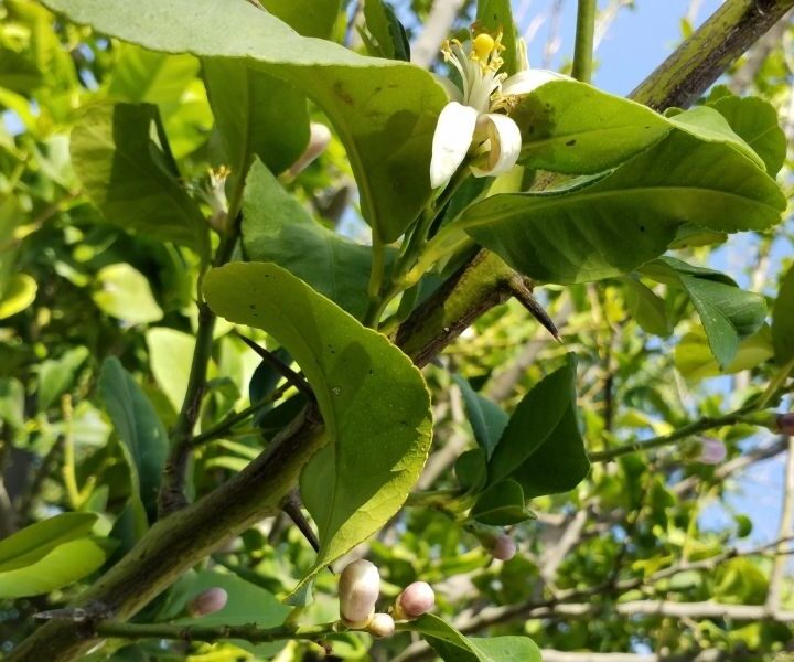 How to Fix Drooping Leaves on Lemon Trees Couch to Homestead