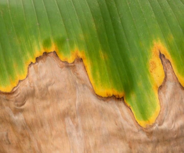 How to Fix Brown Leaves on Banana Plants Couch to Homestead