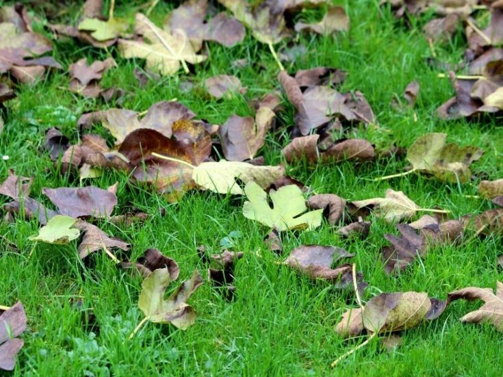 How To Save a Dying Fig Tree 3 Quick Steps Couch to Homestead