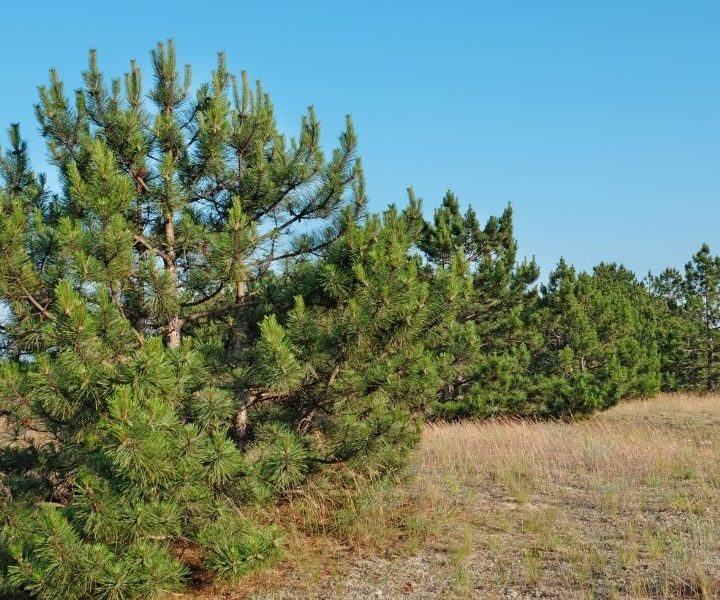 Can Fruit Trees Grow Near Pine Trees? (Experts Weigh In) Couch to