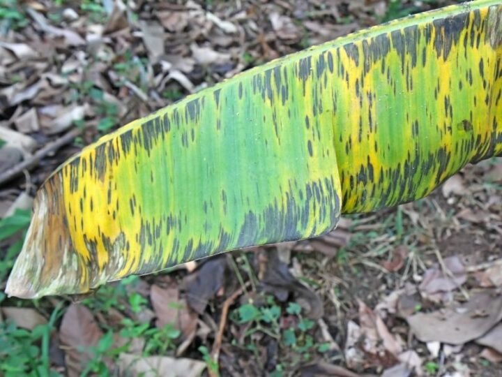 How To Save a Dying Banana Plant 3 Quick Steps Couch to Homestead