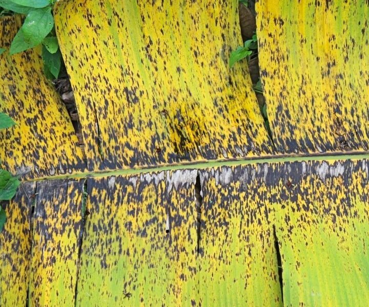 How to Fix Black Leaves on Banana Plants (4 Ways) Couch to Homestead