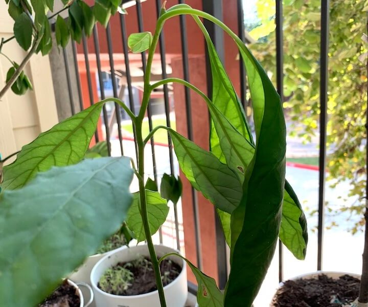 6 Reasons Avocado Tree Leaves Curl and How To Fix Them Couch to Homestead
