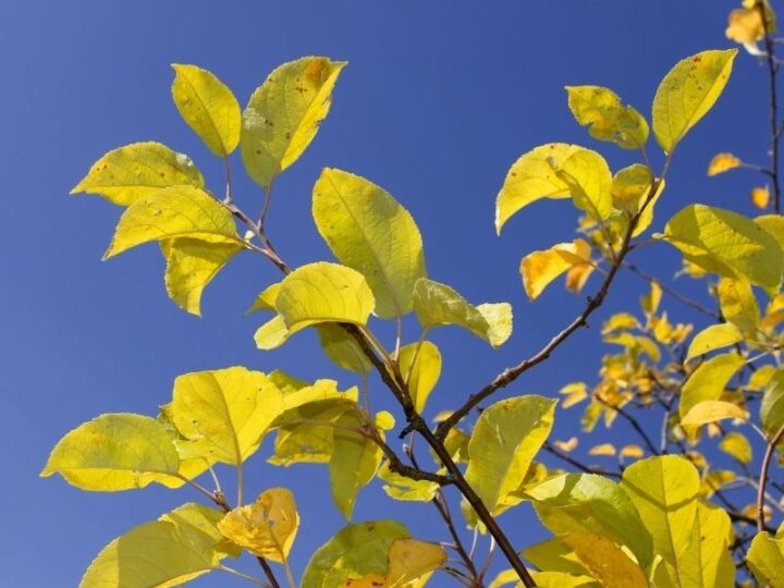 5 Reasons Fruit Trees Get Yellow Leaves (& How to Fix It) Couch to