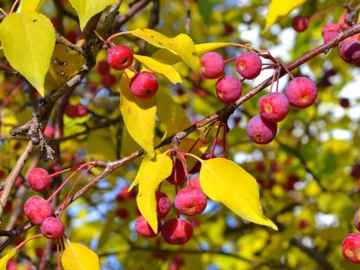 How To Revive a Dying Fruit Tree 3 Quick Steps Couch to Homestead