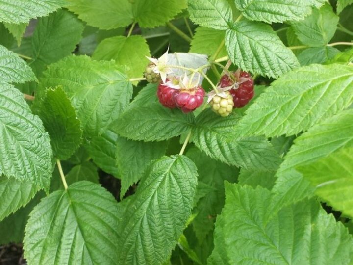 Are Coffee Grounds Good for Raspberry Plants? (3 Benefits) Couch to