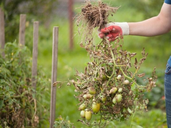 3 Quick Steps To Revive a Dying Citrus Tree Couch to Homestead