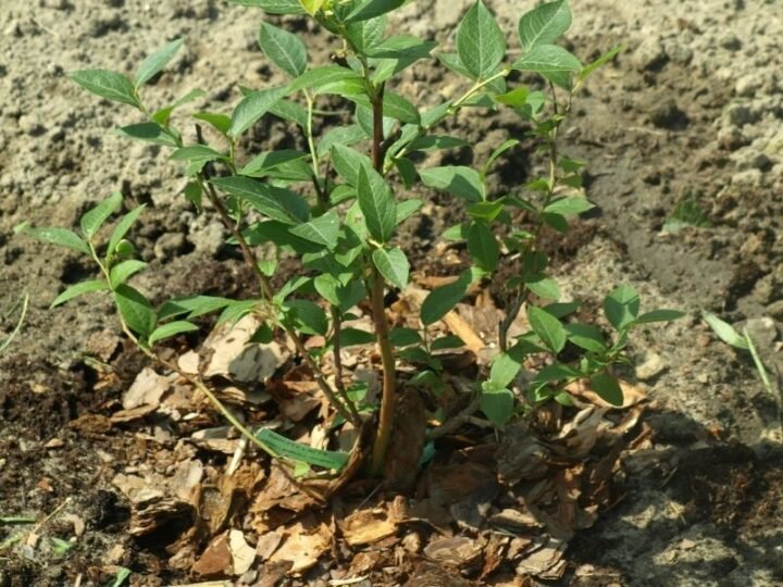 How to Fix Brown Leaves on Blueberry Plants (4 Ways) Couch to Homestead