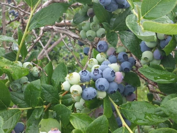 Are Coffee Grounds Good for Blueberry Plants? (Answered) Couch to