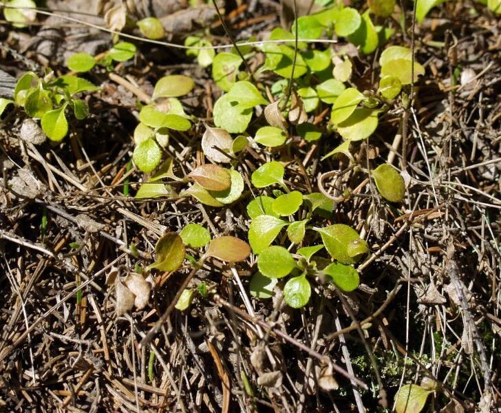 How to Save a Dying Blueberry Bush (3 Quick Steps) Couch to Homestead