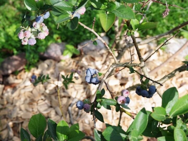How to Fix Brown Leaves on Blueberry Plants (4 Ways) Couch to Homestead