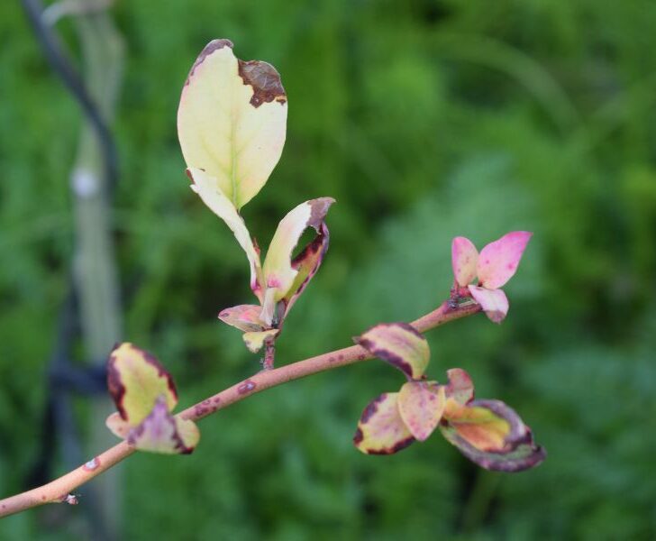 How to Fix Brown Leaves on Blueberry Plants (4 Ways) Couch to Homestead