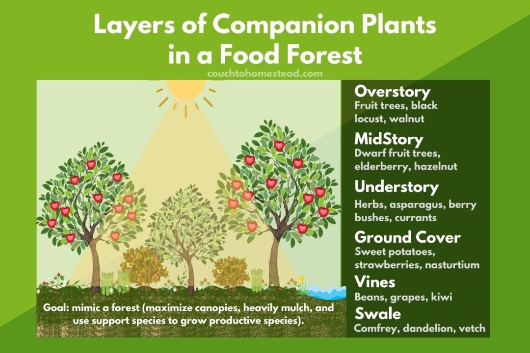 Are Mulberry Trees Invasive (& Are Their Roots Damaging)? – Couch to ...