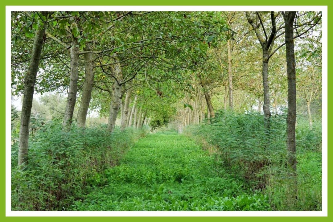 10 Best Companion Plants for Walnuts, Pecans, and Almonds Couch to Homestead