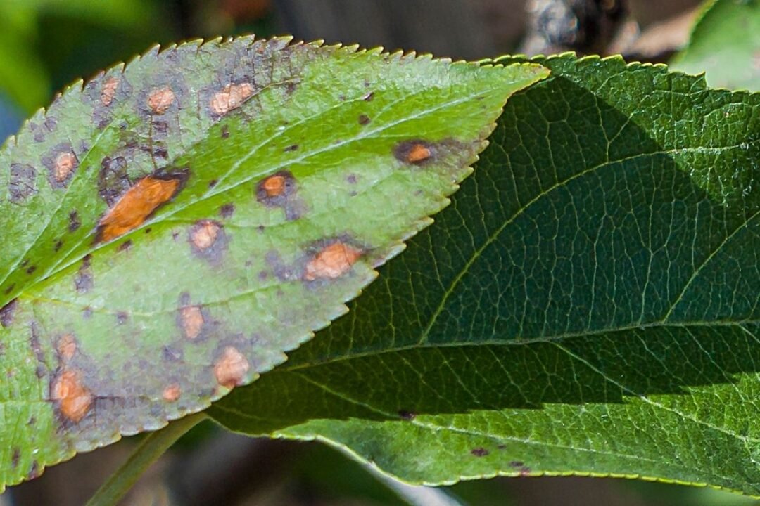 Why Apple Trees Drop Leaves Early (and How To Fix It) – Couch to Homestead