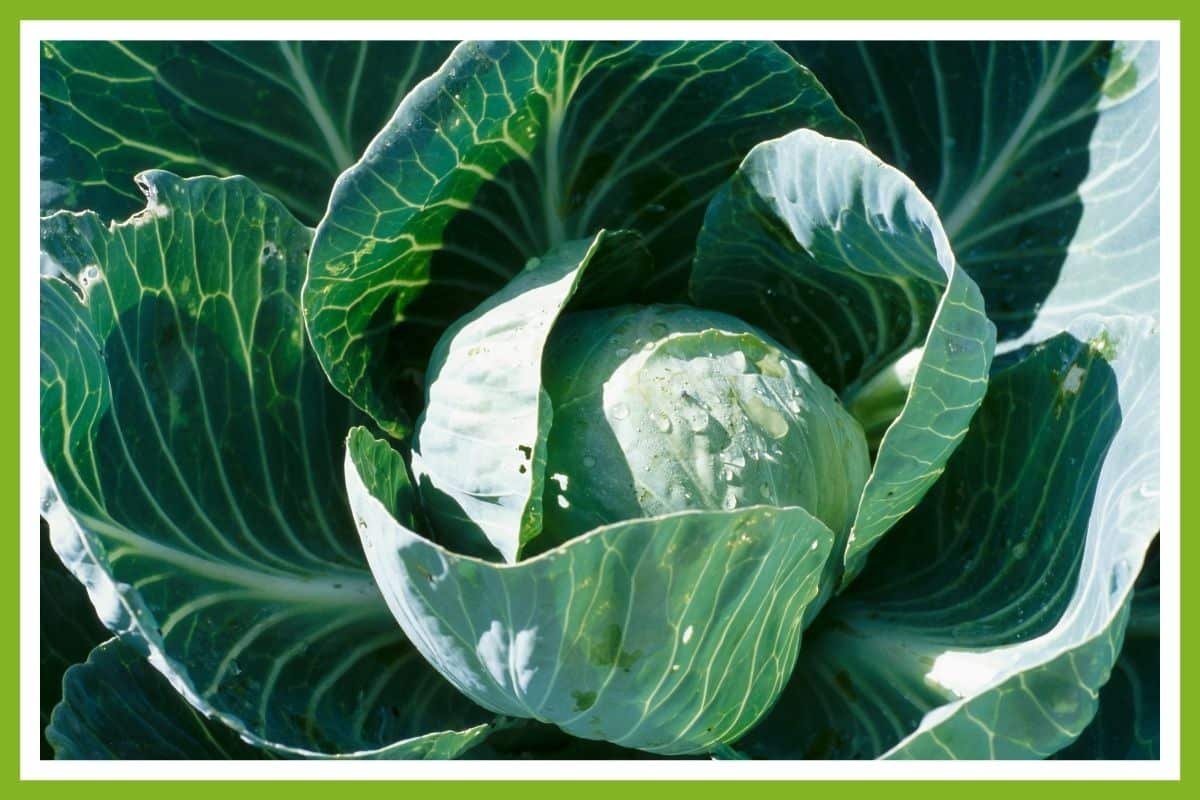 The Top 10 Companion Plants for Brassicas (Cabbage Family) – Couch to ...