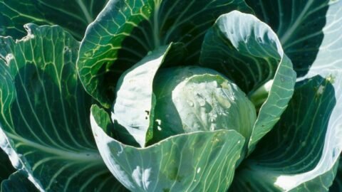 cabbage plant in the garden