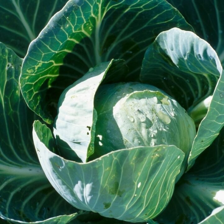 The Top 10 Companion Plants for Brassicas (Cabbage Family) Couch to