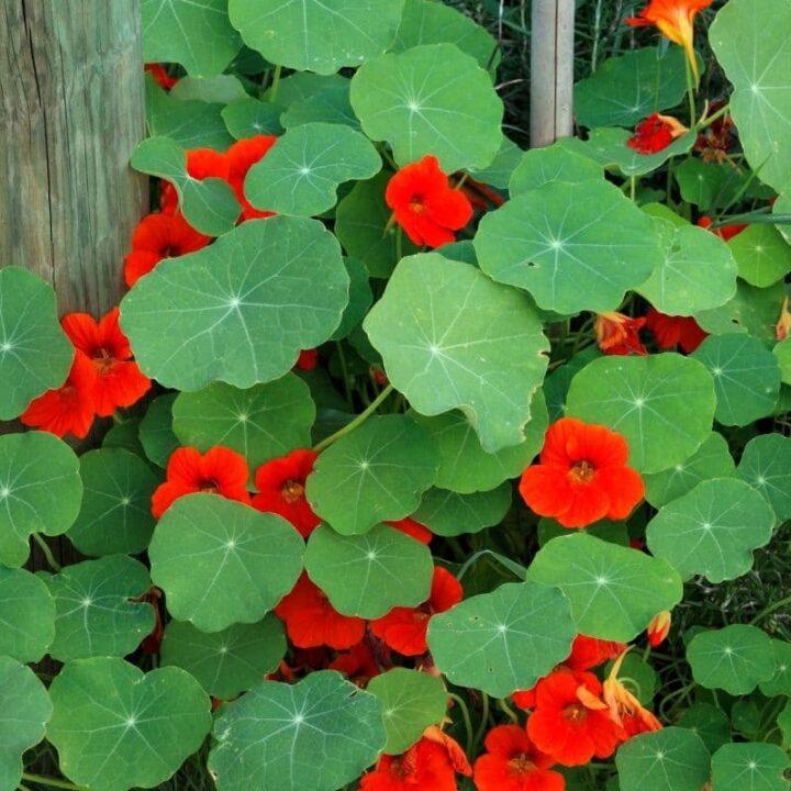 The 10 Best Companion Plants for Nasturtium (Ranked) Couch to Homestead