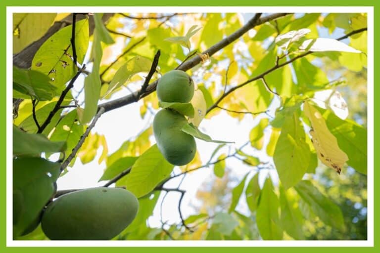 10 Best Companion Plants for Walnuts, Pecans, and Almonds Couch to Homestead