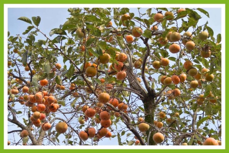 10 Best Companion Plants for Walnuts, Pecans, and Almonds Couch to Homestead