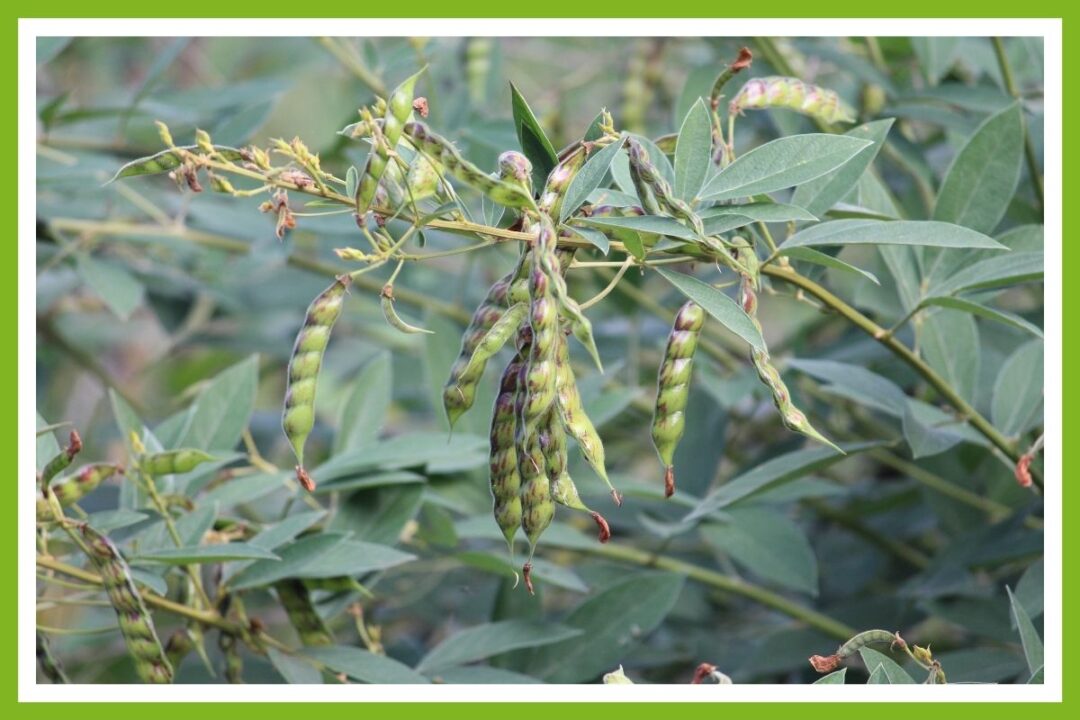 Mango Tree Companion Plants The Top 10 Couch to Homestead