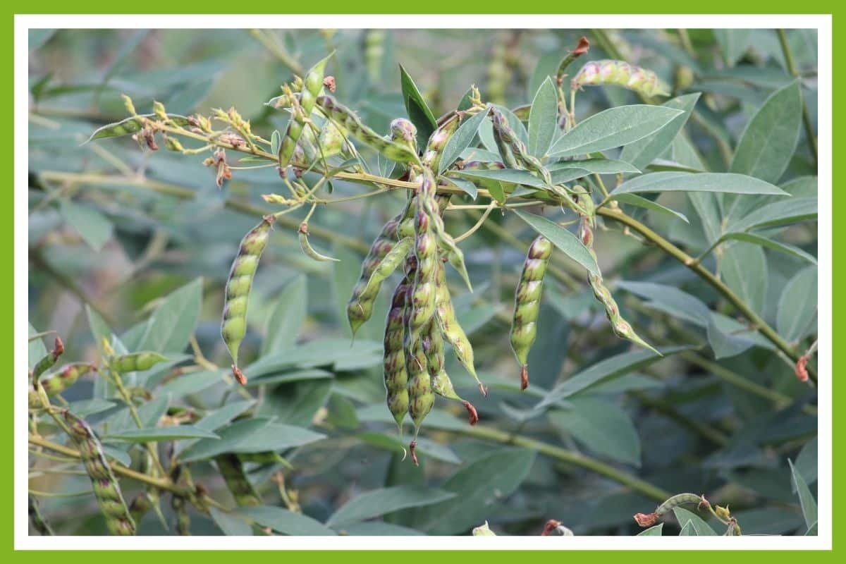 Mango Tree Companion Plants The Top 10 Couch to Homestead