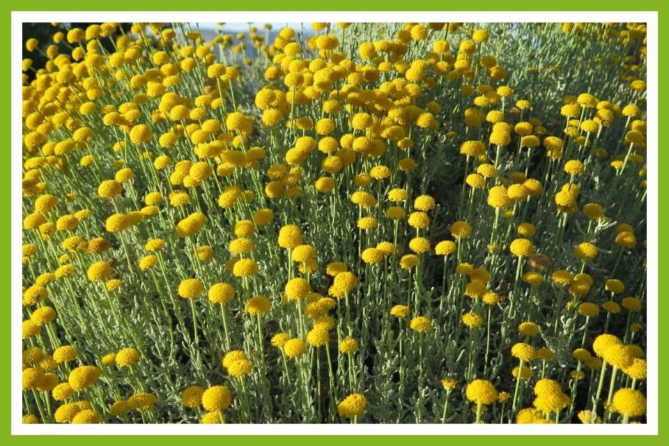 The 10 Best Companion Plants for Blackberries Couch to Homestead