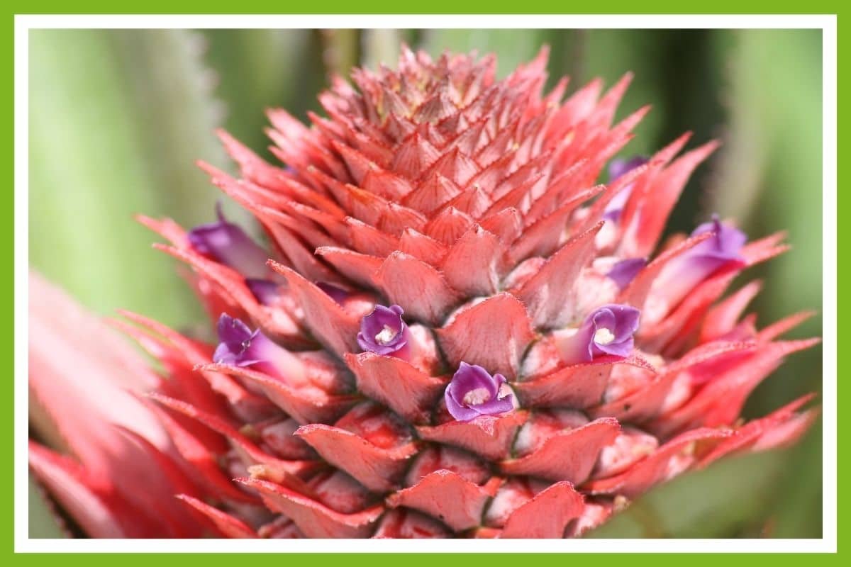 Do Pineapples Need to Be Pollinated? (Answered) Couch to Homestead