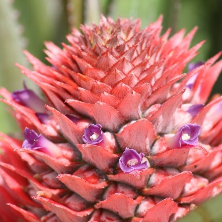 Do Pineapples Need to Be Pollinated? (Answered) Couch to Homestead