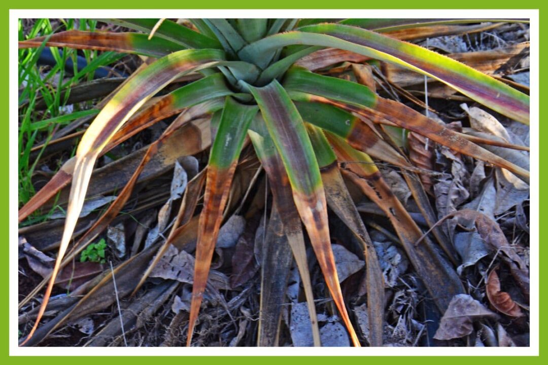4 Reasons Pineapple Plants Get Brown Leaves (& How to Fix) Couch to
