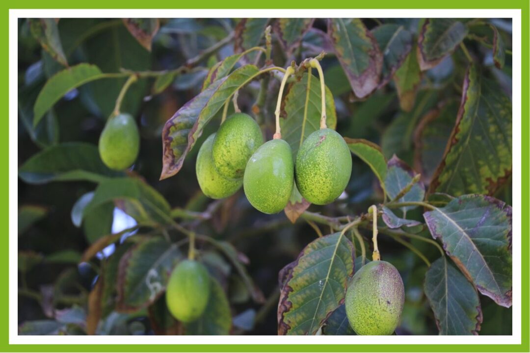6 Reasons Avocado Trees Drop Leaves (& How to Fix It) Couch to Homestead