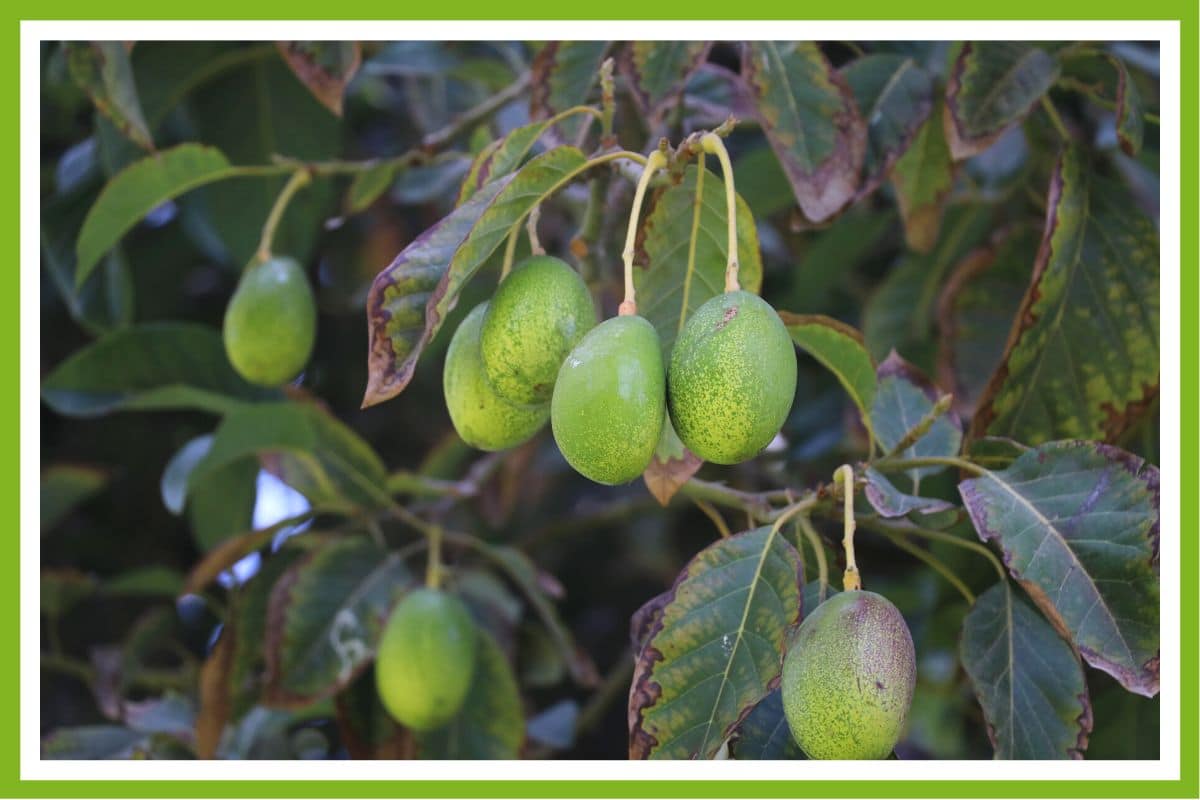 6 Reasons Avocado Trees Drop Leaves (& How to Fix It) Couch to Homestead